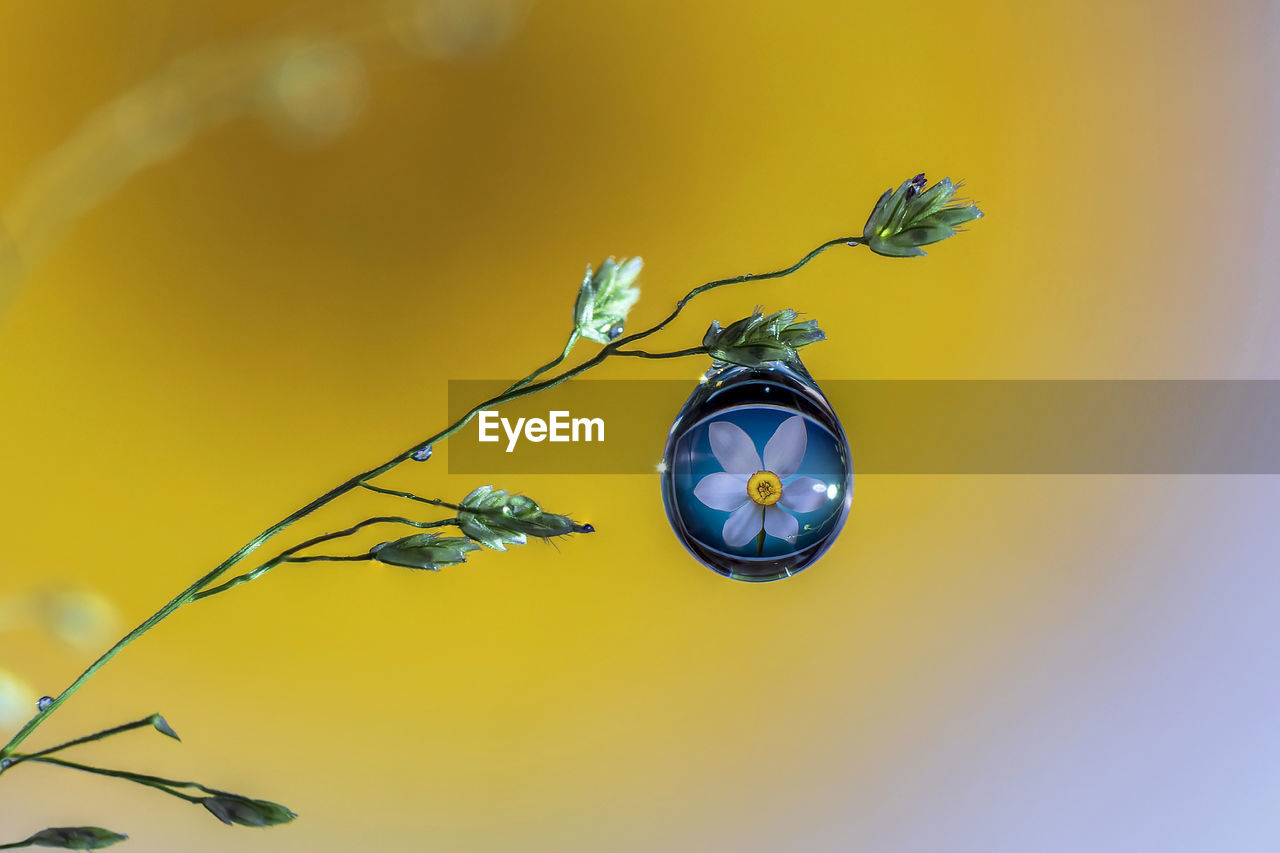 Close-up of yellow flowering plant