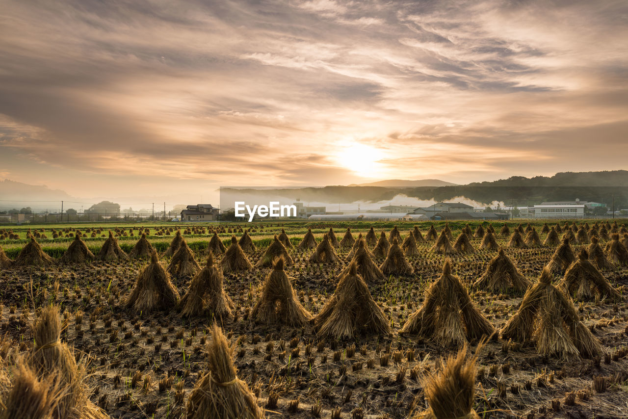 Scenic view of field against sky during sunrise