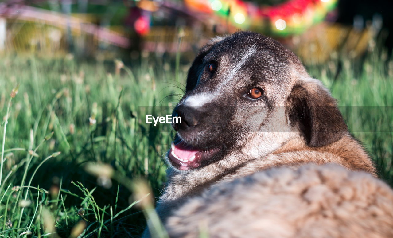 CLOSE-UP OF A DOG LOOKING AWAY ON FIELD