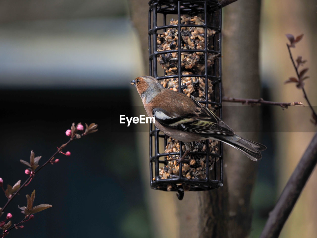 CLOSE-UP OF BIRD PERCHING ON TREE