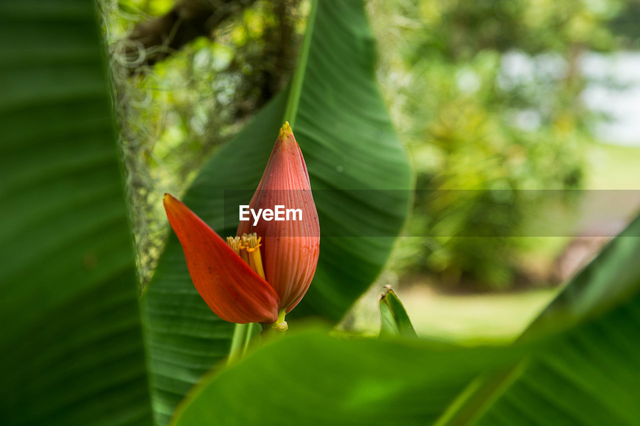 Close-up of red flowering plant