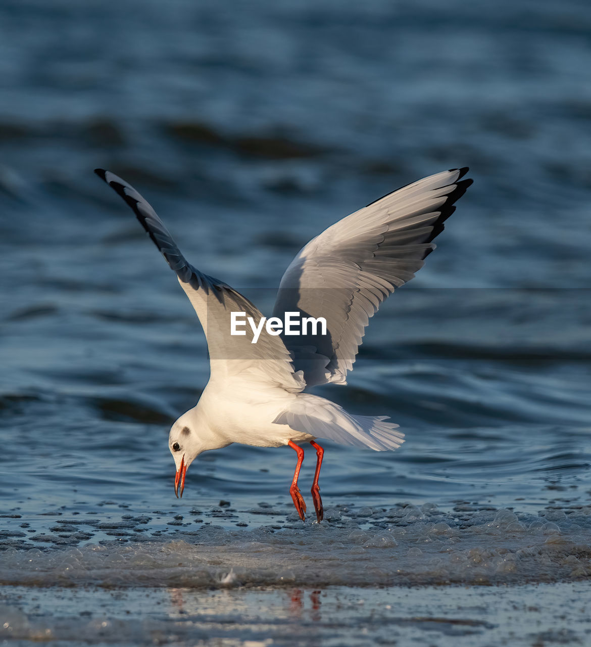 close-up of seagull flying over lake