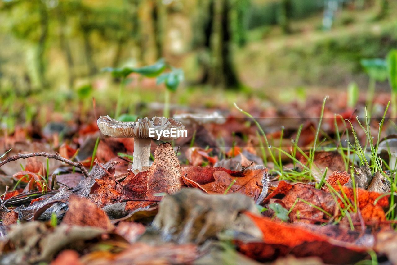 CLOSE-UP OF MUSHROOMS ON FIELD