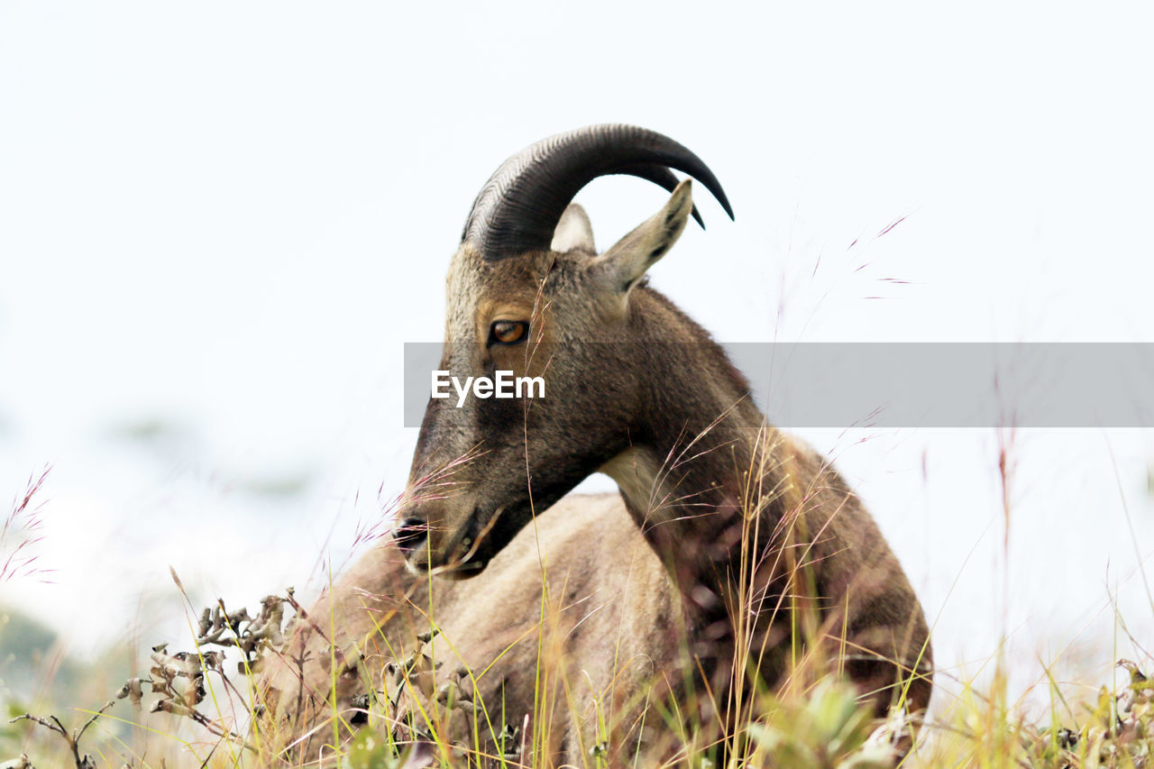 LOW ANGLE VIEW OF ELEPHANT IN SKY