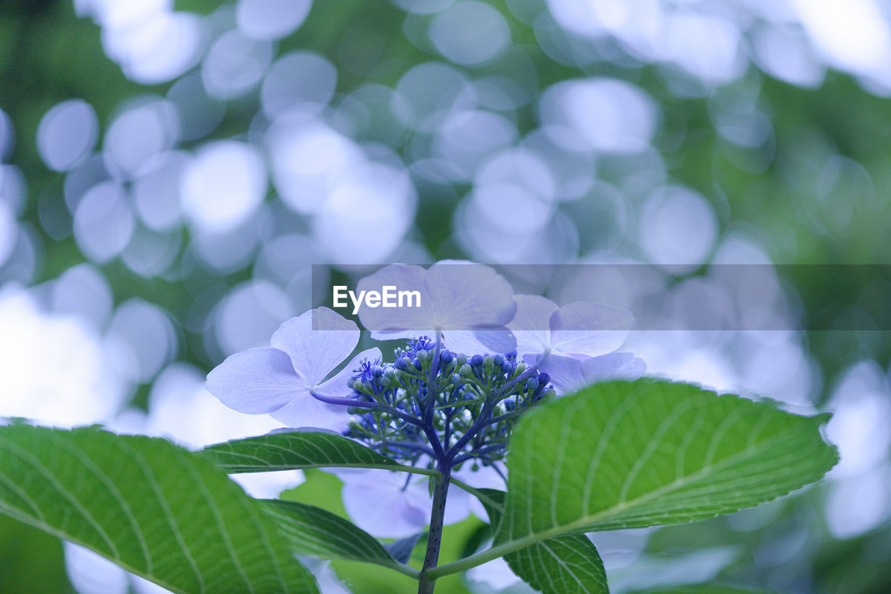 CLOSE-UP OF FLOWERING PLANT AGAINST PURPLE WALL
