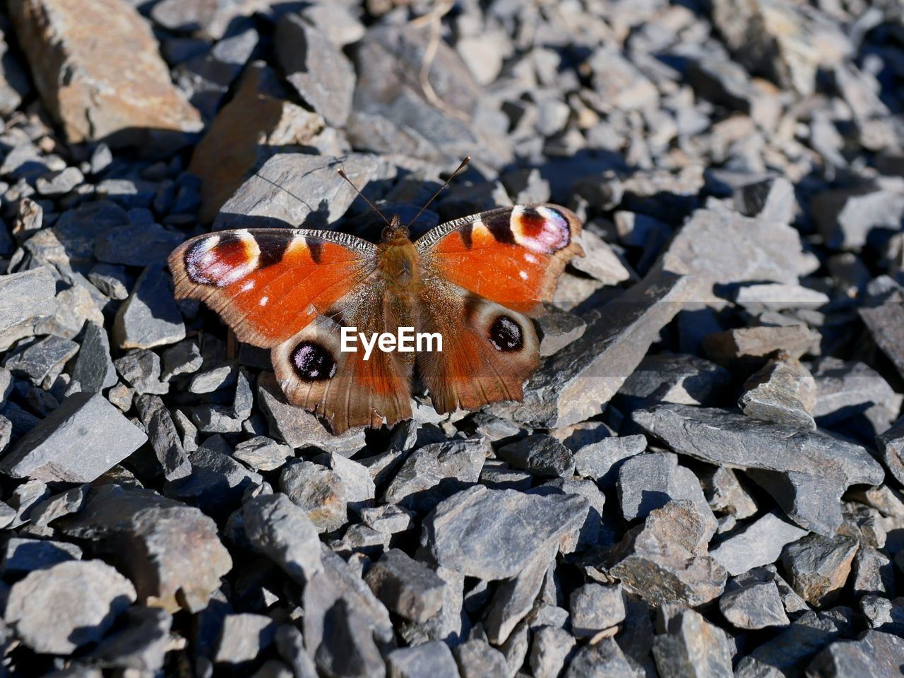 CLOSE-UP OF BUTTERFLY ON ROCKS