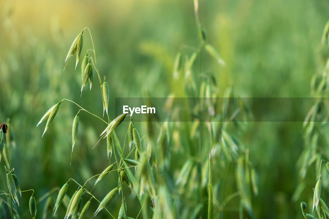 plant, grass, field, growth, agriculture, green, land, nature, cereal plant, crop, landscape, rural scene, grassland, beauty in nature, lawn, food, no people, meadow, environment, prairie, close-up, farm, food and drink, flower, backgrounds, selective focus, freshness, outdoors, summer, focus on foreground, day, barley, tranquility, plant stem, sunlight, corn, plant part, environmental conservation, wheat, scenics - nature