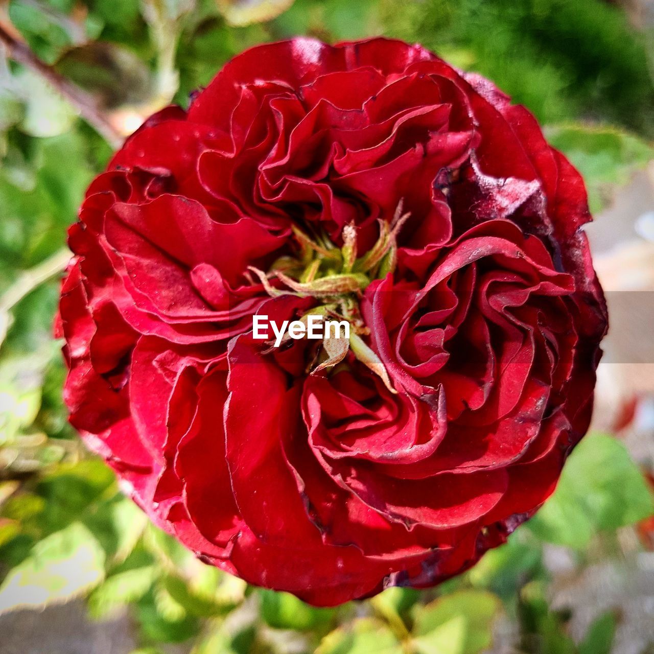 CLOSE-UP OF RED ROSE