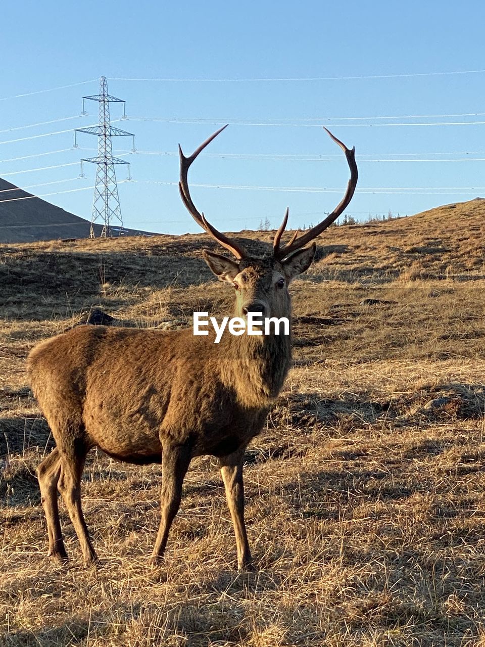 DEER STANDING ON LAND