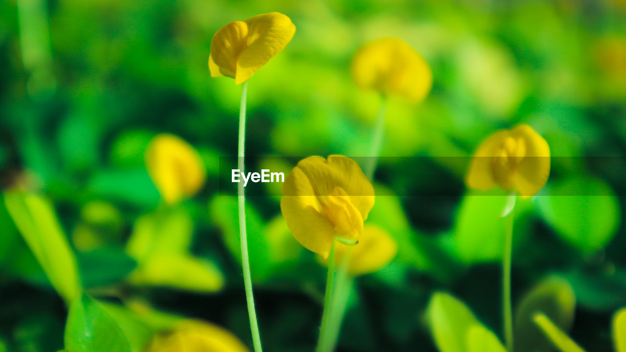 Close-up of yellow flowering plant on field