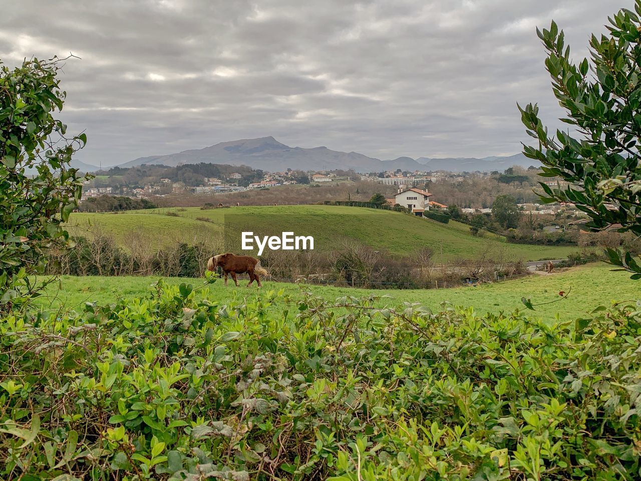 View of a field