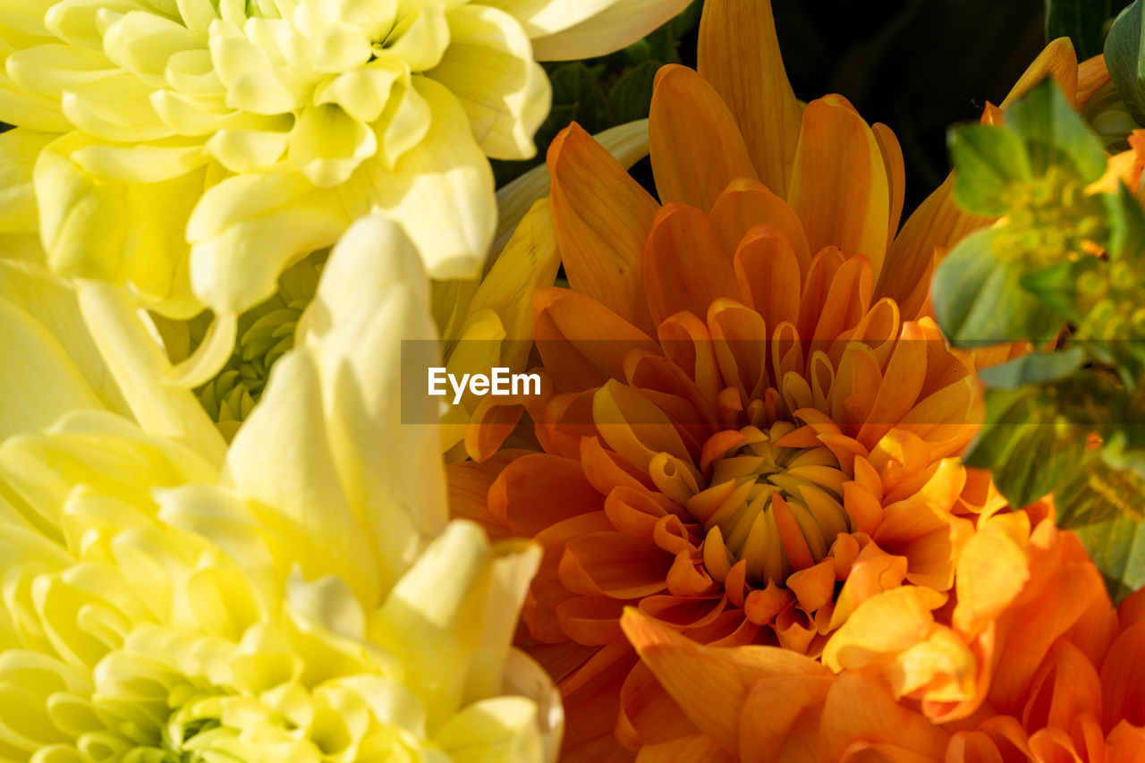 flower, flowering plant, plant, freshness, beauty in nature, yellow, petal, flower head, fragility, nature, inflorescence, close-up, growth, no people, bouquet, flower arrangement, floristry, multi colored, outdoors, springtime, plant part, macro photography, leaf, vibrant color