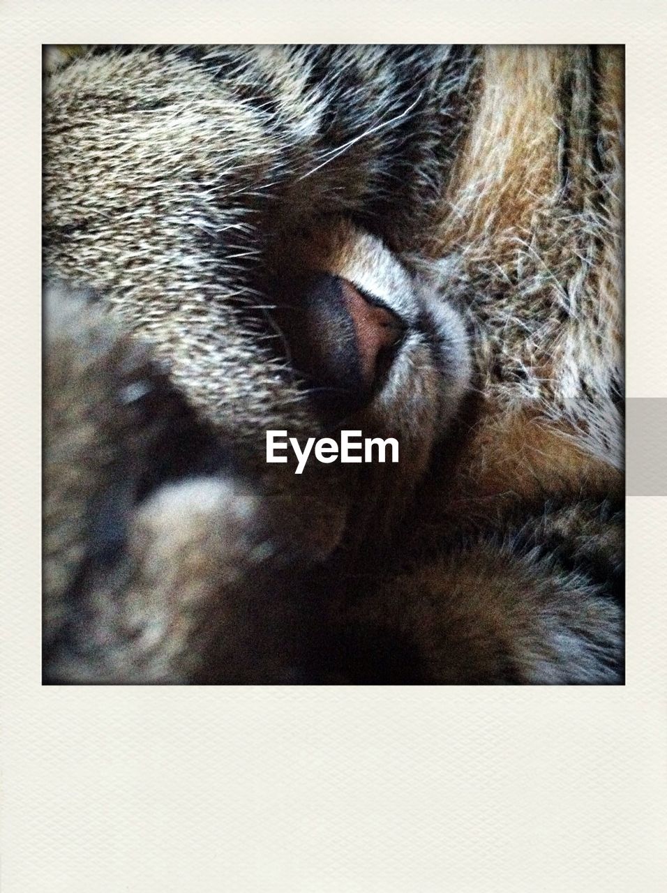 Close-up of cat covering face