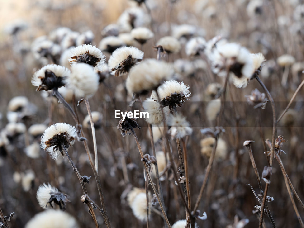 plant, nature, winter, frost, close-up, beauty in nature, flower, growth, no people, land, flowering plant, grass, focus on foreground, macro photography, dry, branch, fragility, white, field, day, freshness, plant stem, selective focus, outdoors, tranquility, environment, spring, cold temperature, leaf, dried plant, autumn, snow