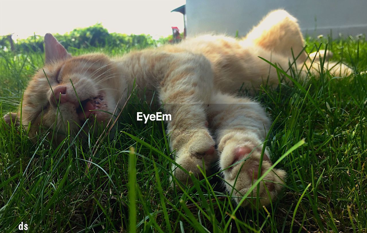 CAT RELAXING ON GRASSY FIELD