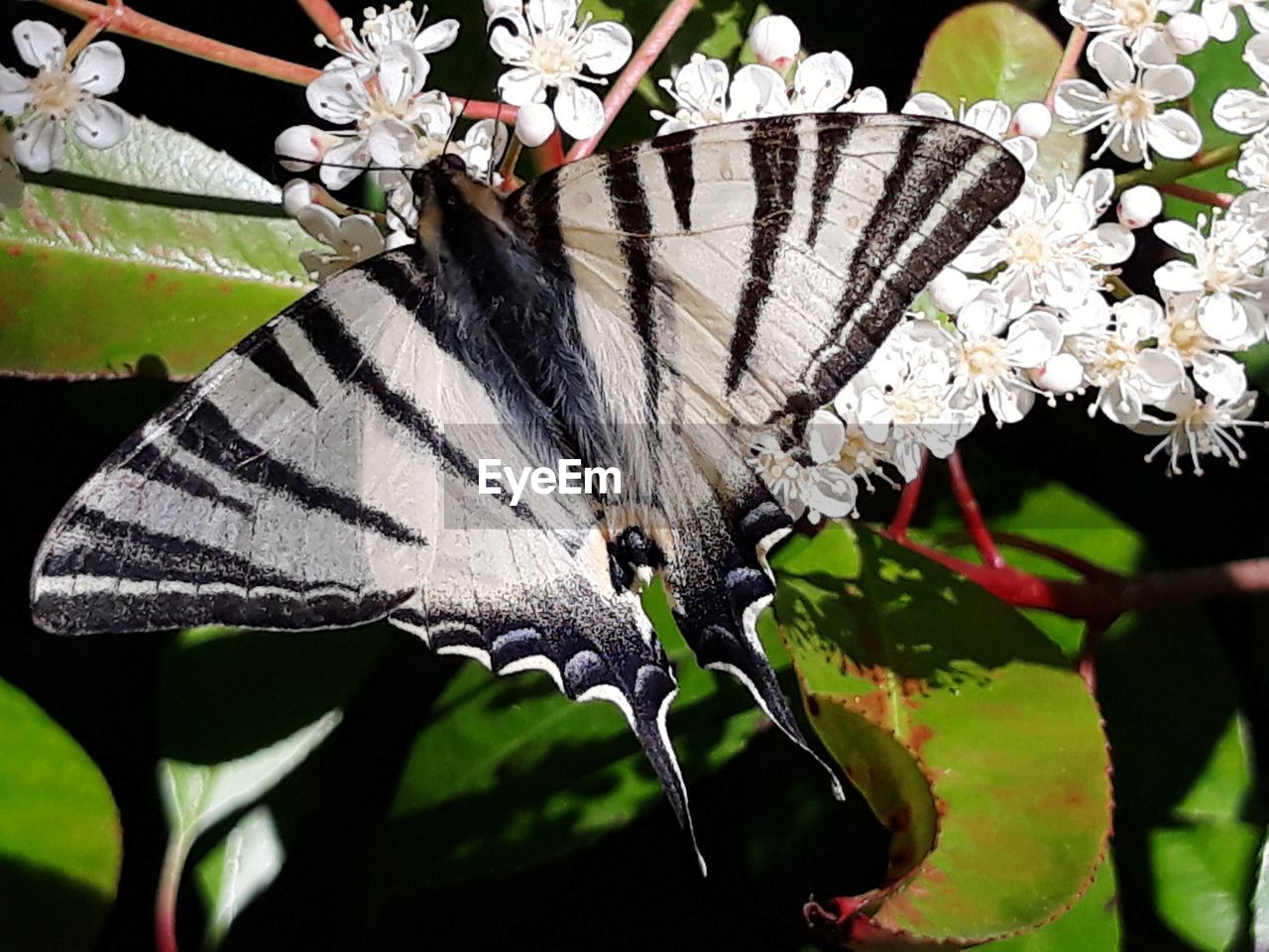 CLOSE-UP OF BUTTERFLY ON PLANT