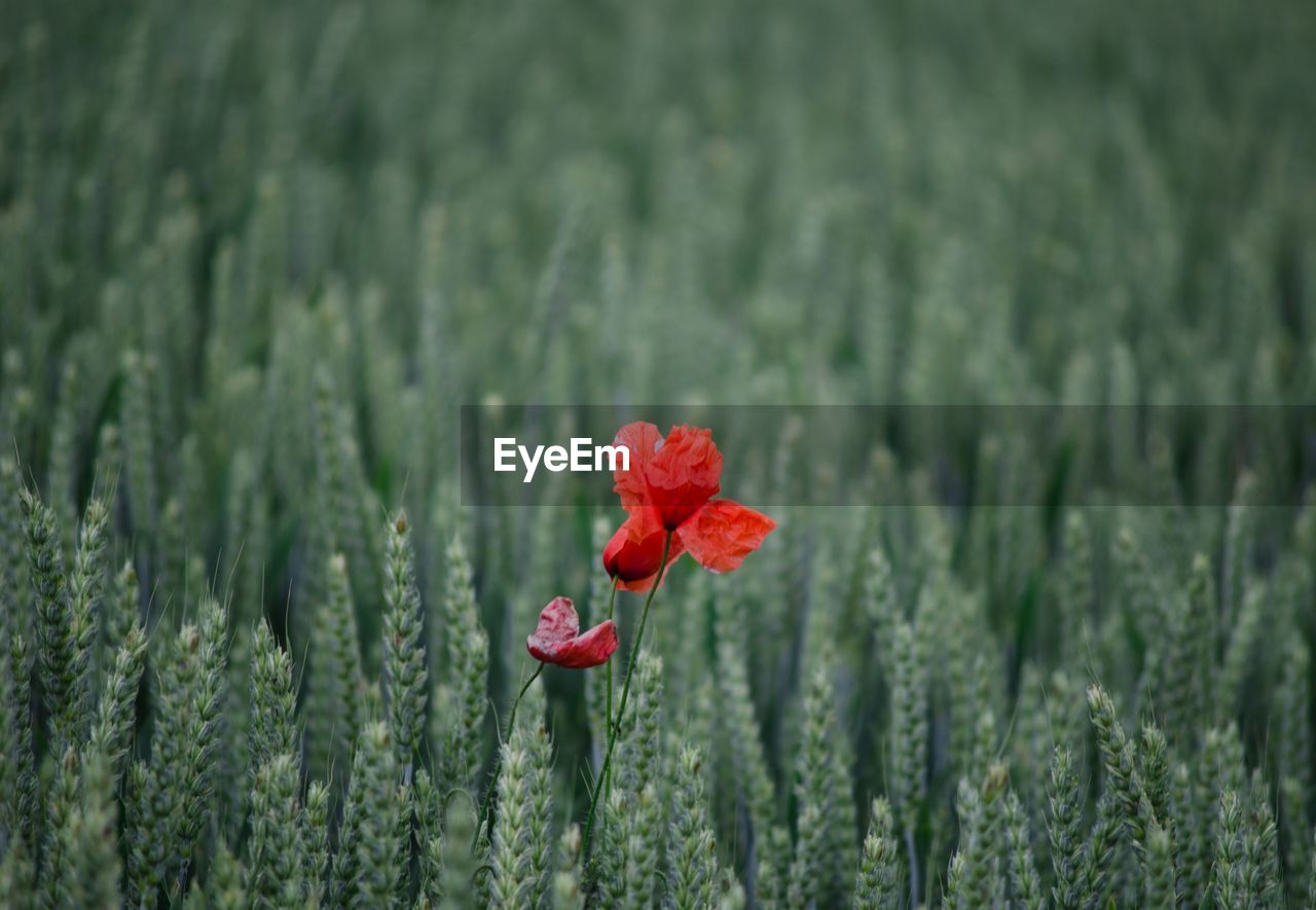 Close-up of red poppy flowers blooming in field