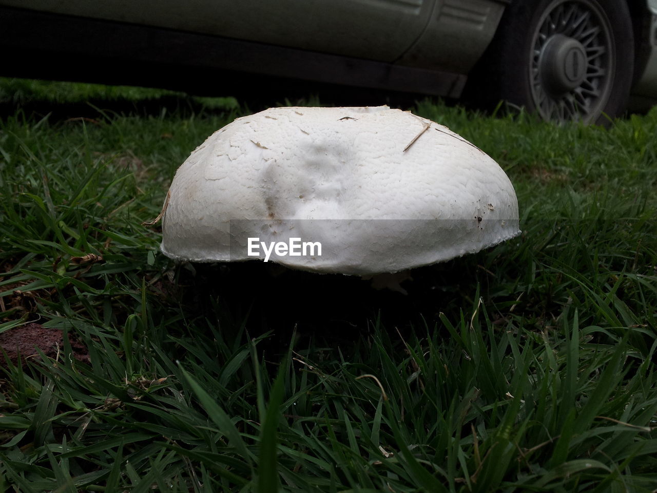 CLOSE-UP OF MUSHROOM IN FIELD