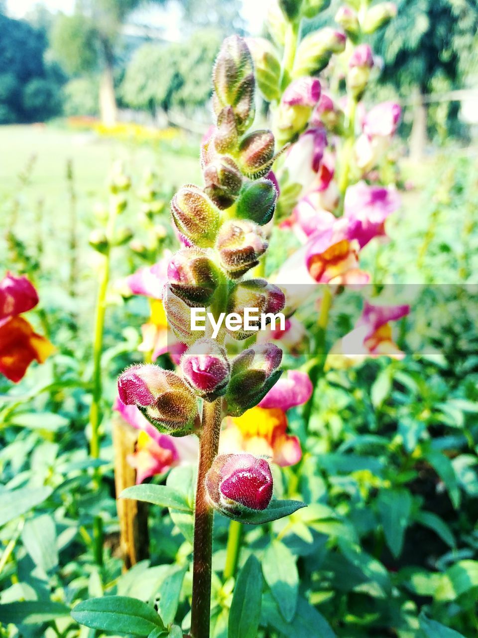 CLOSE-UP OF FRESH ORCHID FLOWERS IN BLOOM