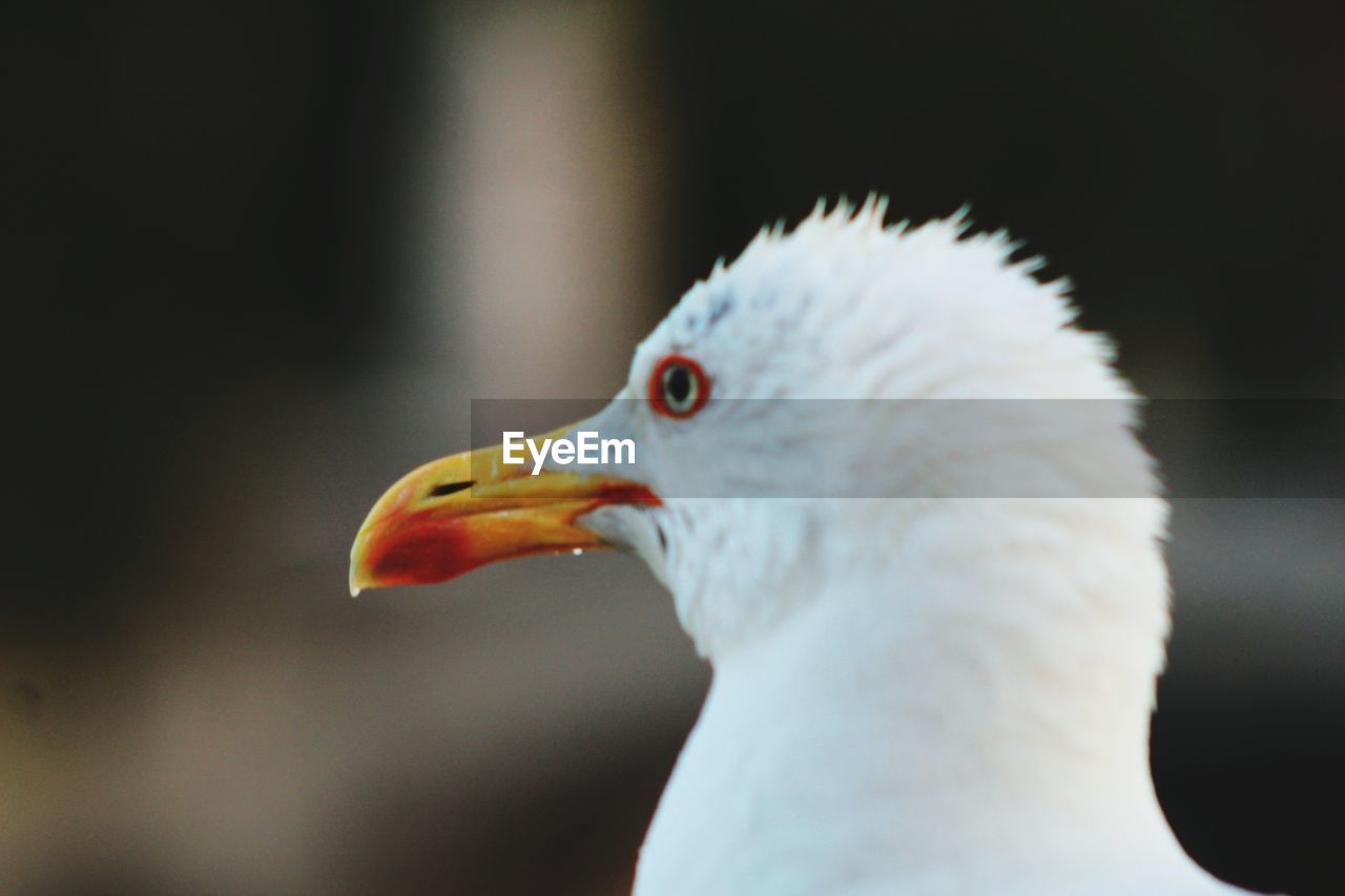 CLOSE-UP OF WHITE SEAGULL