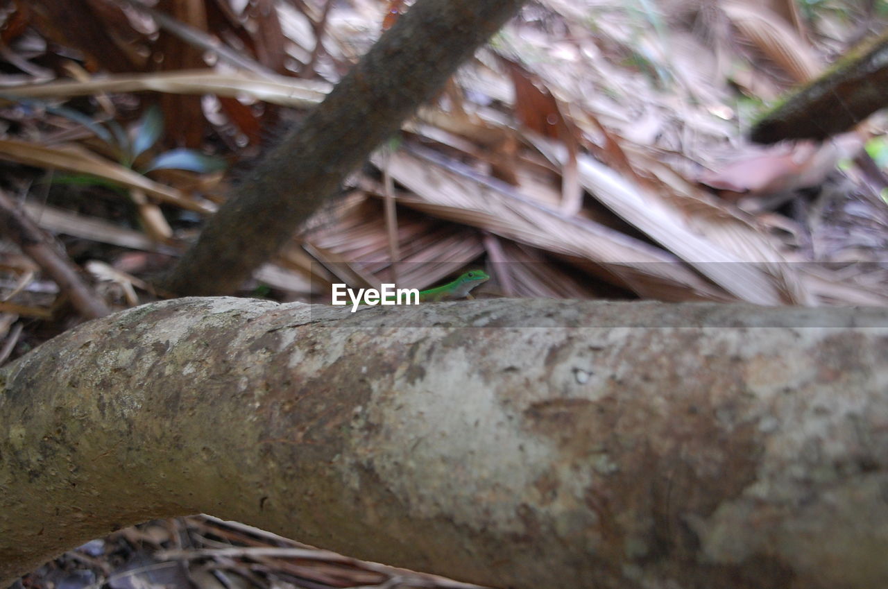 CLOSE-UP OF PLANT AGAINST BLURRED BACKGROUND