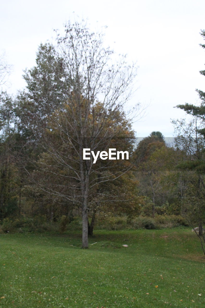 BARE TREES ON GRASSY FIELD