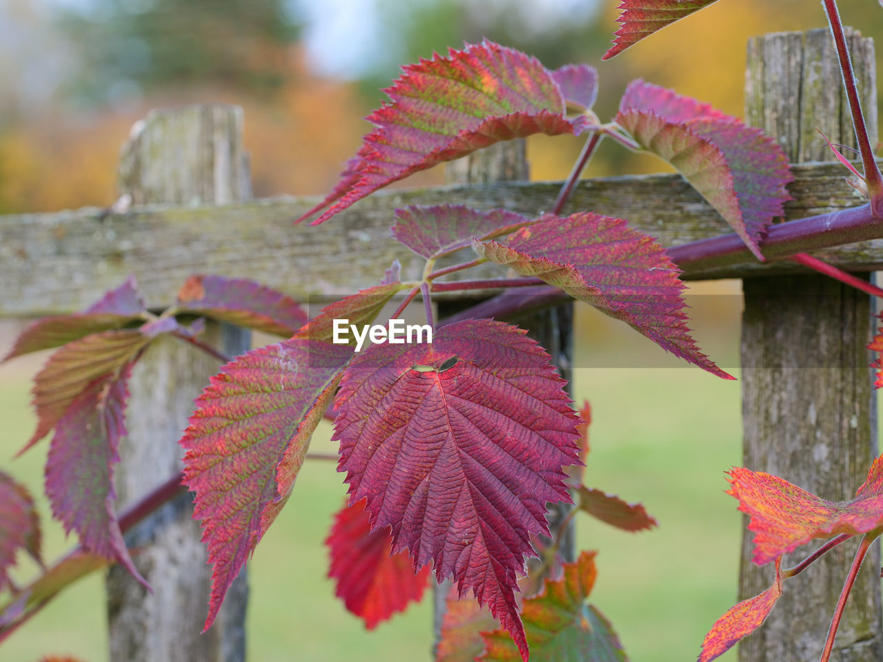 CLOSE-UP OF RED LEAVES ON PLANT