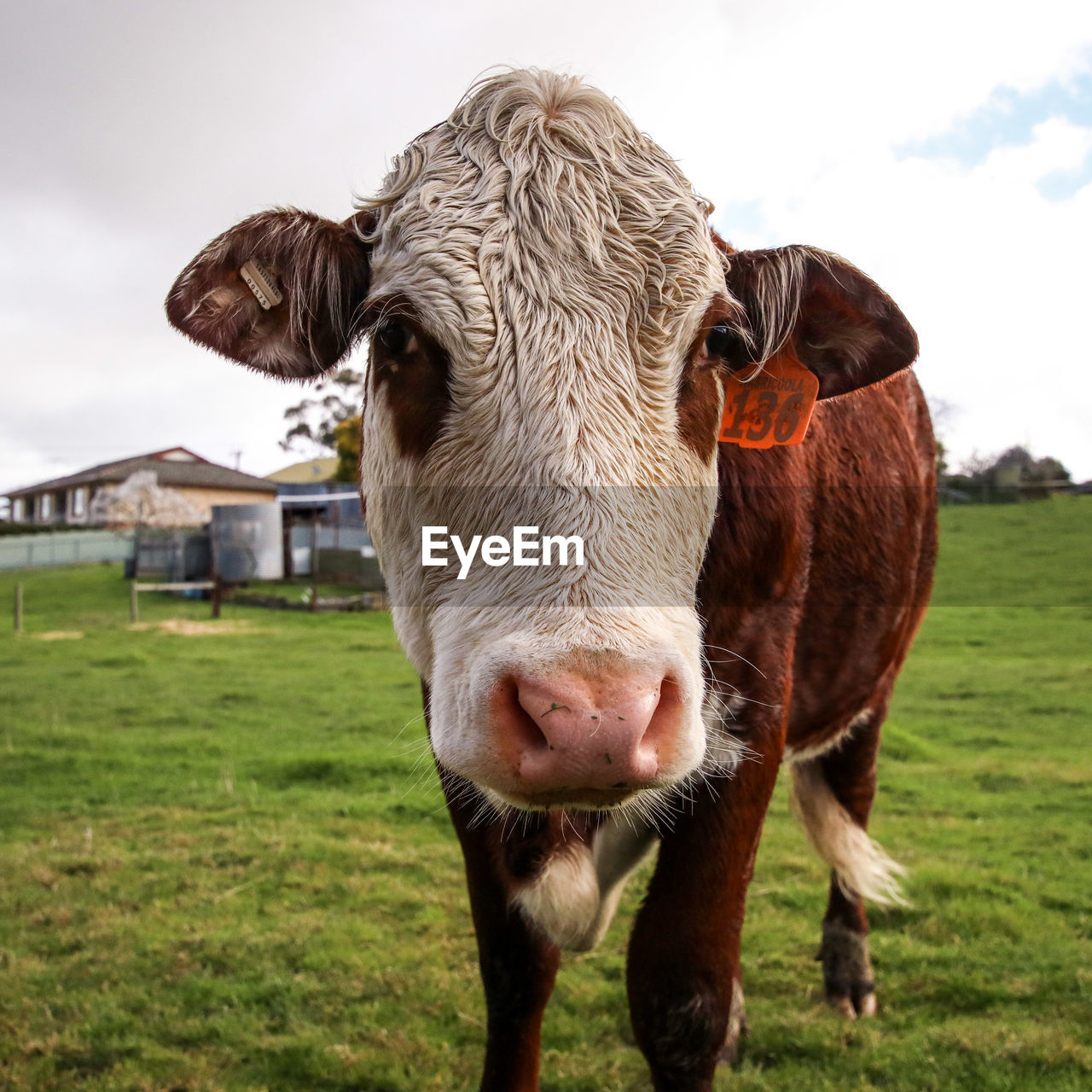 Portrait of a cow in a field