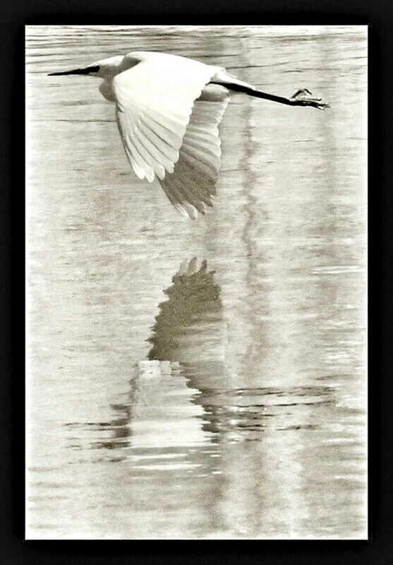 CLOSE-UP OF BIRD IN WATER