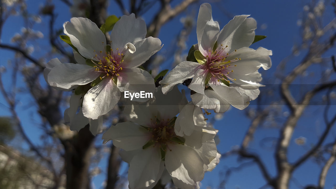 Flowers of white almond in spring blossom on the almond tree....
