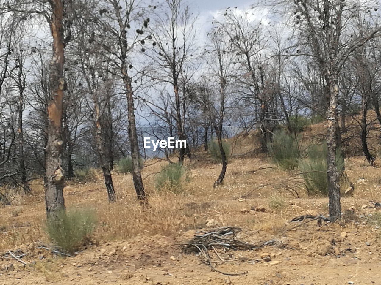 VIEW OF TREES IN FOREST