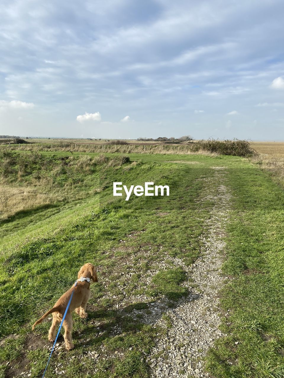 Cocker spaniel puppy over looking field