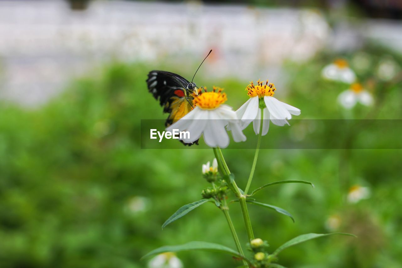 Close-up of butterfly pollinating on flower