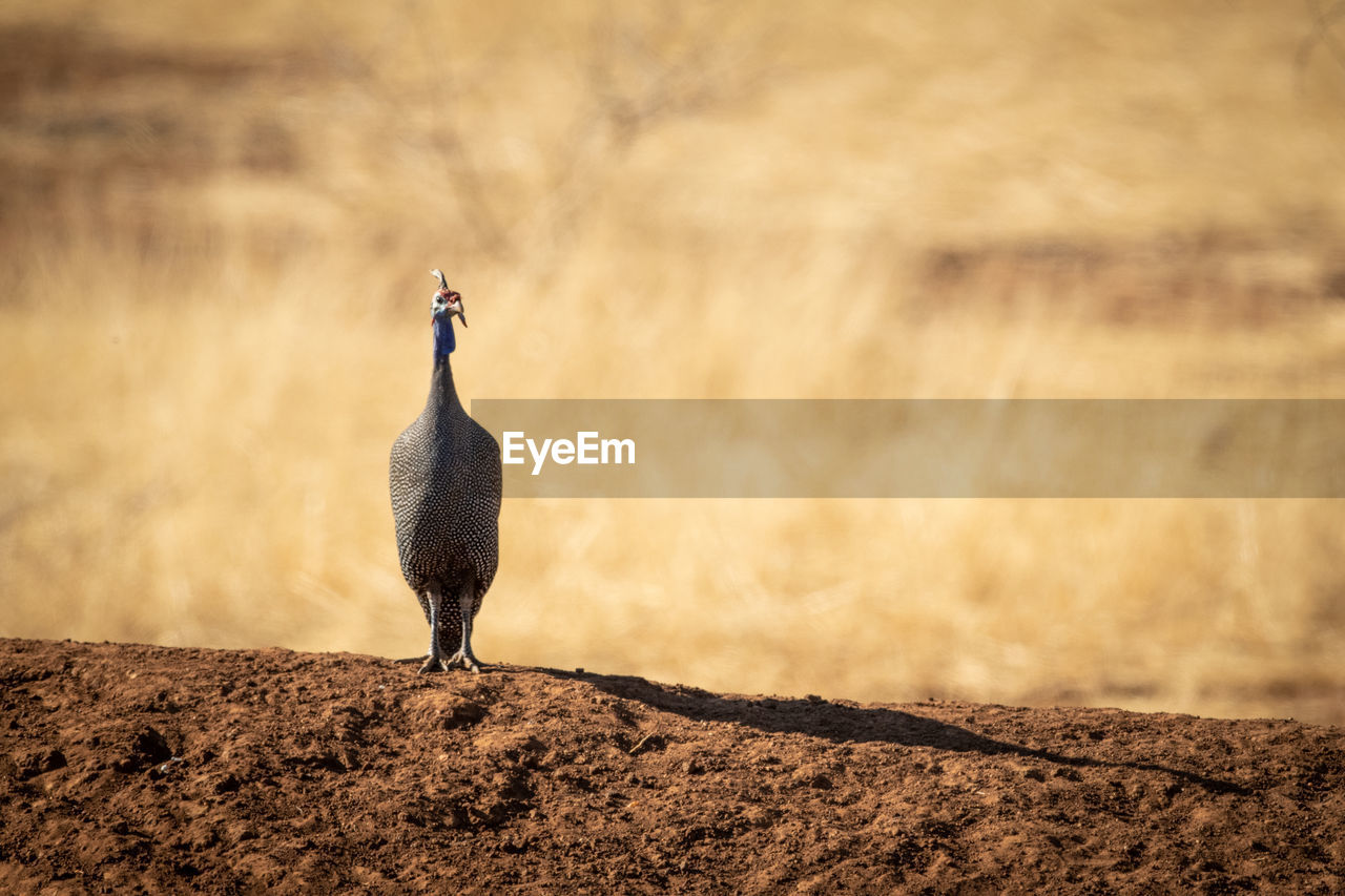 Helmeted guineafowl casts shadow on earth bank