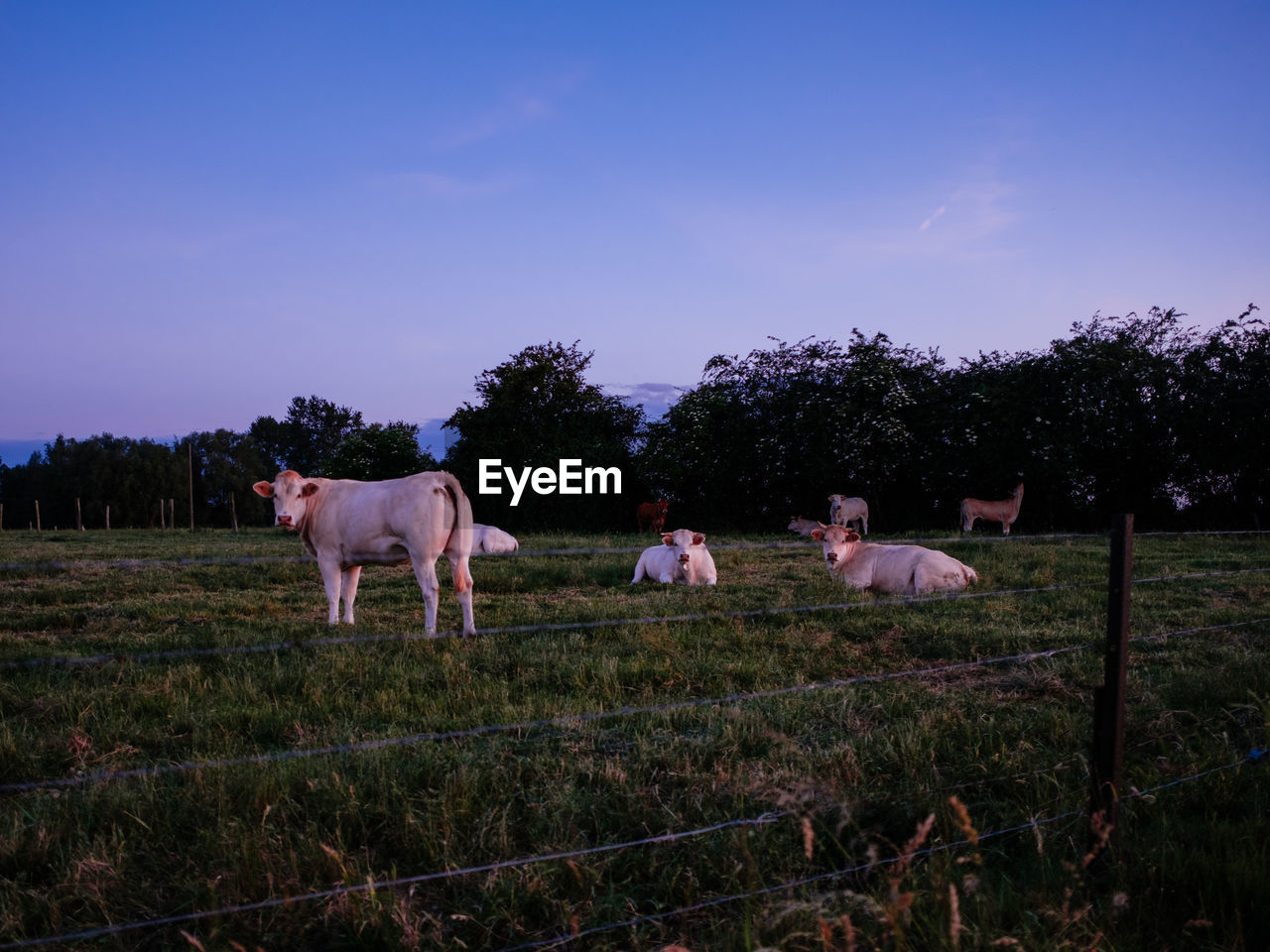 HORSES STANDING IN RANCH