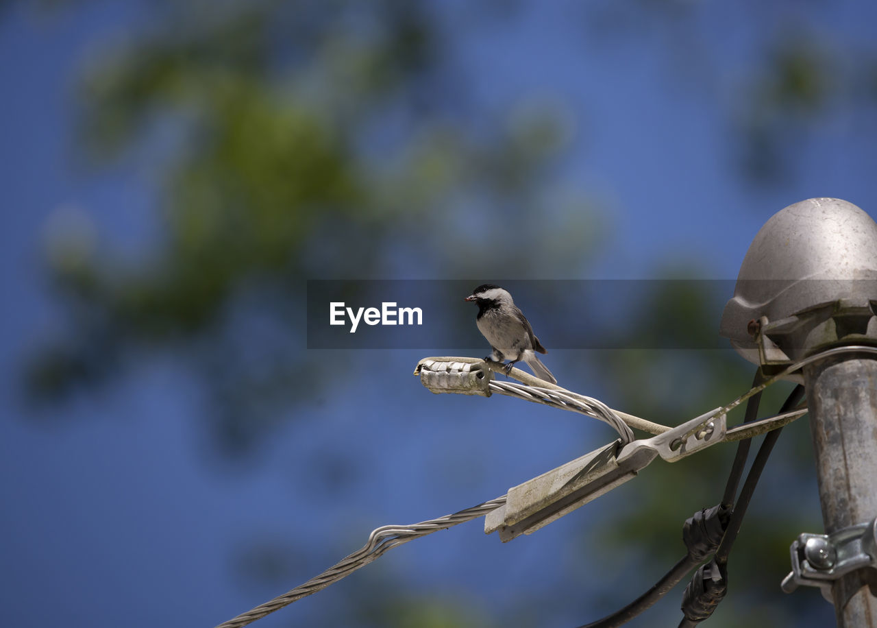 Black-capped chickadee poecile atricapillus eating a seed from a high perch on a powerline