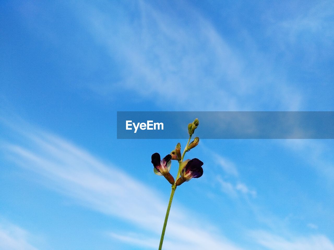 Low angle view of flowering plant against blue sky