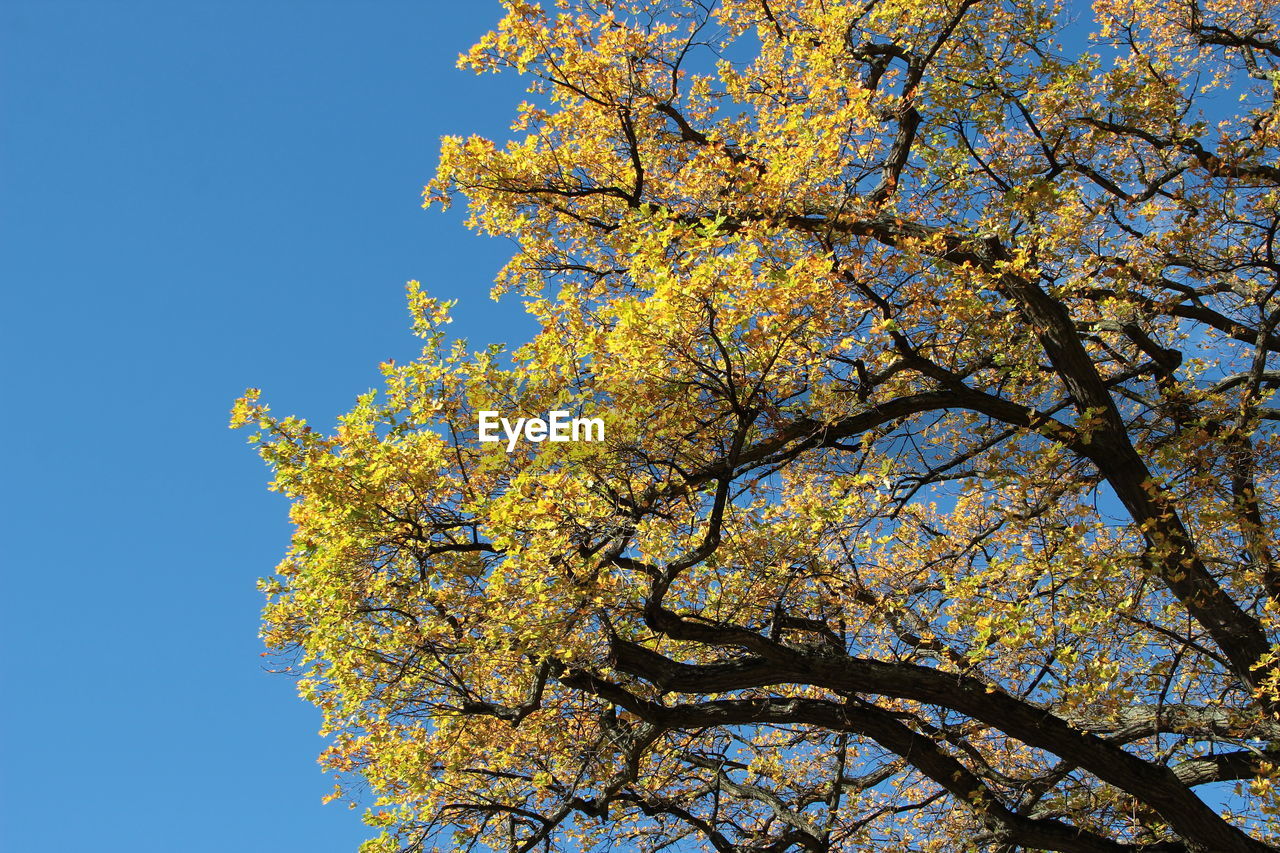 LOW ANGLE VIEW OF BLOSSOM TREE AGAINST BLUE SKY