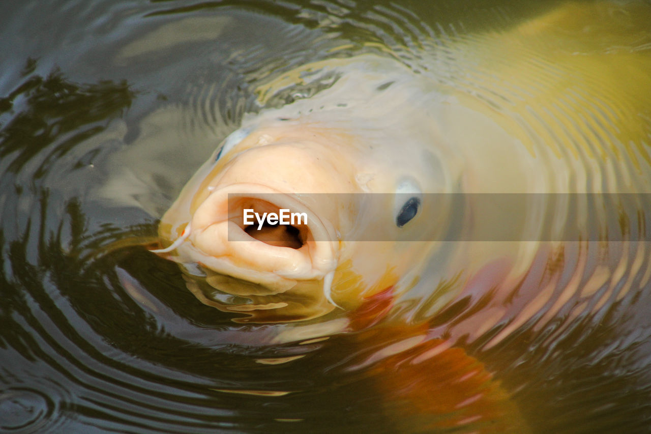 Koi saying hello