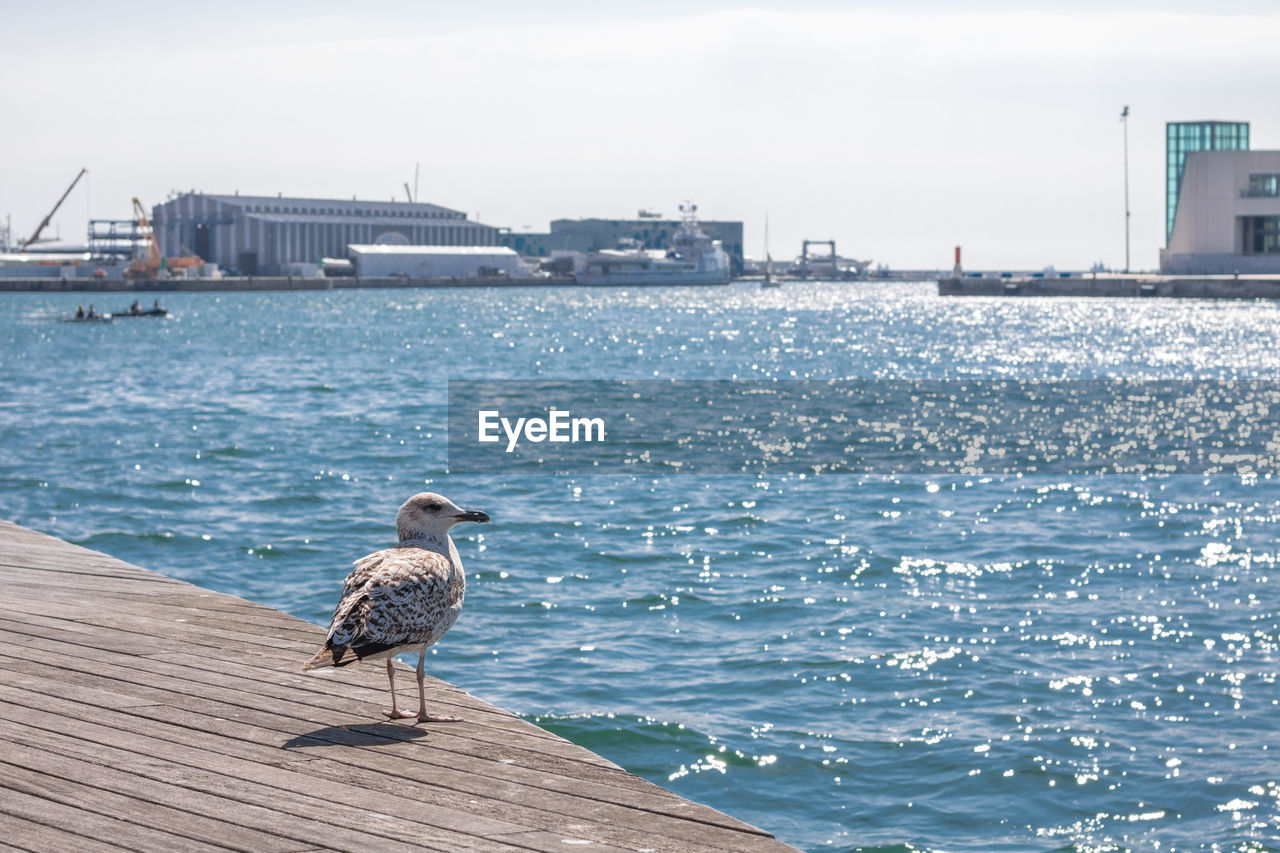 REAR VIEW OF BIRD PERCHING ON SEA