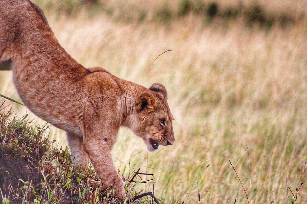 Lion cub on field