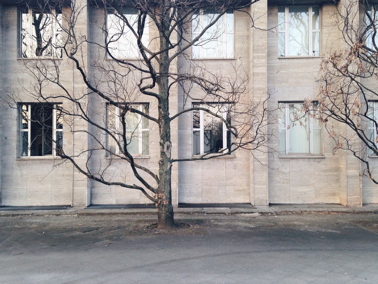 Bare tree in front of building