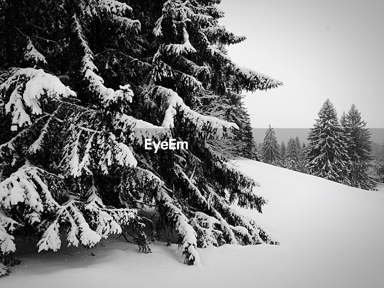 TREE IN SNOW AGAINST CLEAR SKY