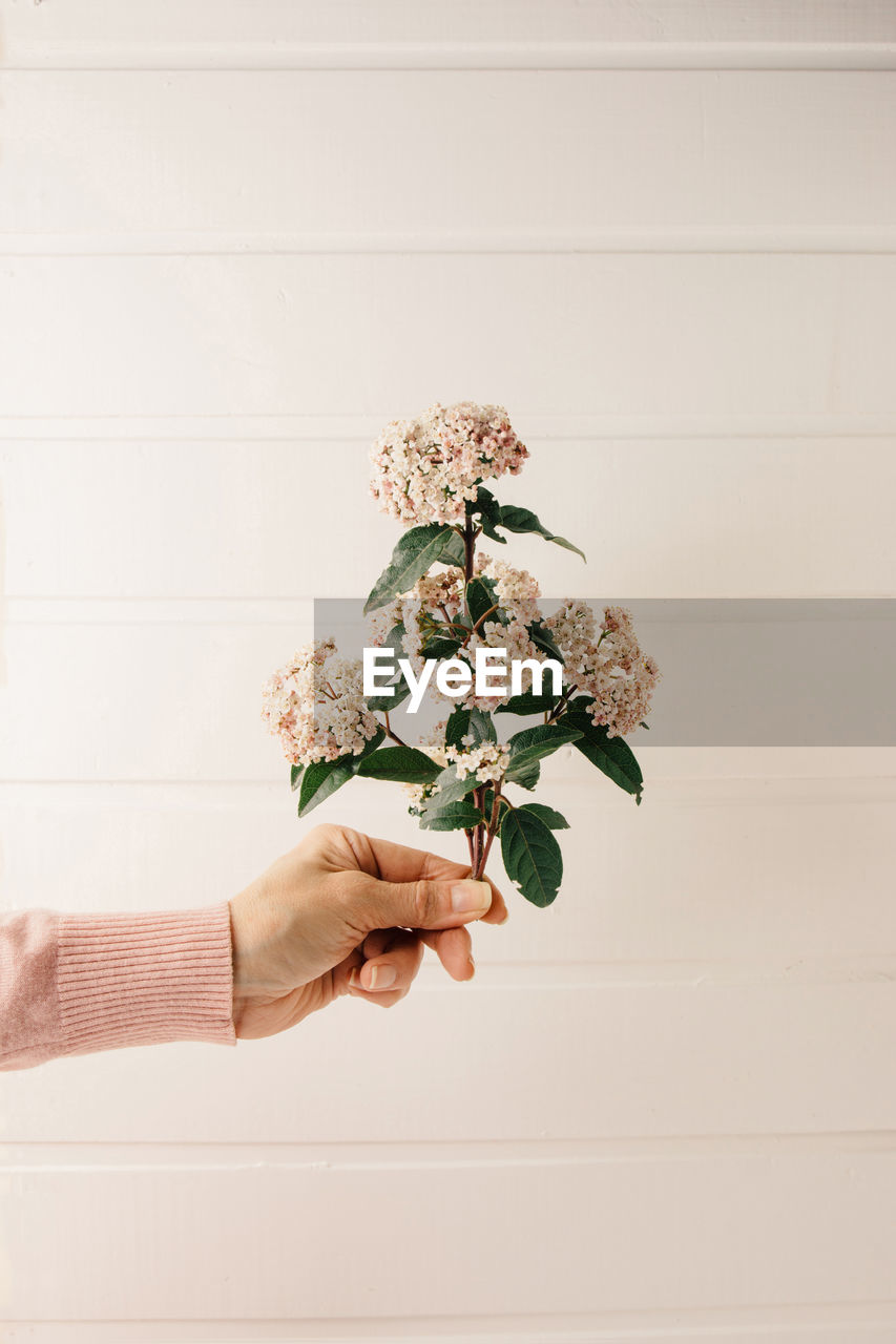 Cropped hand of woman holding flowers against wall