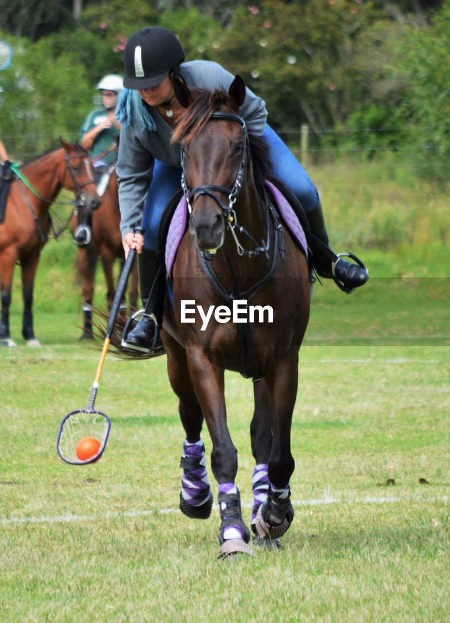 HORSE STANDING ON GRASSY FIELD