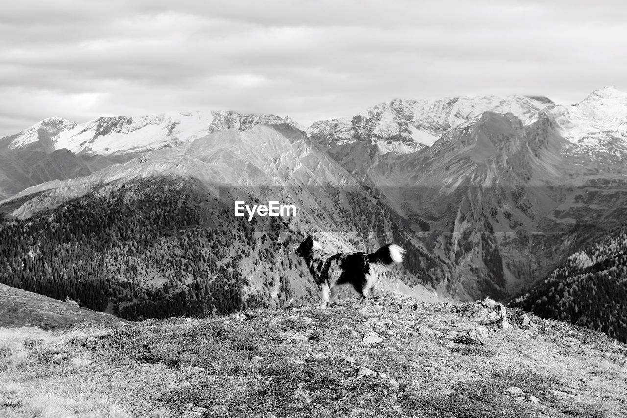 Australian shepherd standing against mountains during winter