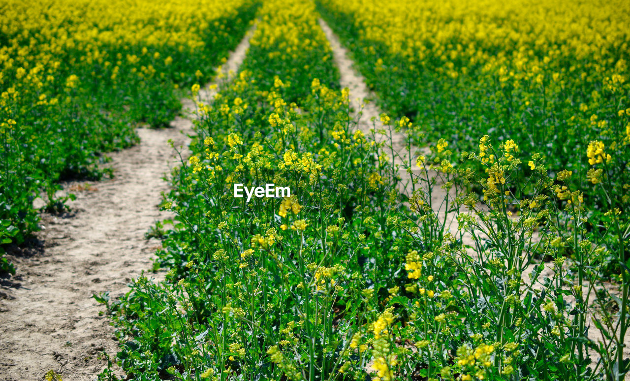 plant, field, growth, land, beauty in nature, rapeseed, flower, landscape, nature, flowering plant, freshness, yellow, agriculture, rural scene, green, environment, produce, no people, tranquility, crop, canola, meadow, scenics - nature, day, farm, tranquil scene, outdoors, food, springtime, vegetable, grass, abundance, mustard, sunlight, prairie, fragility, idyllic, wildflower