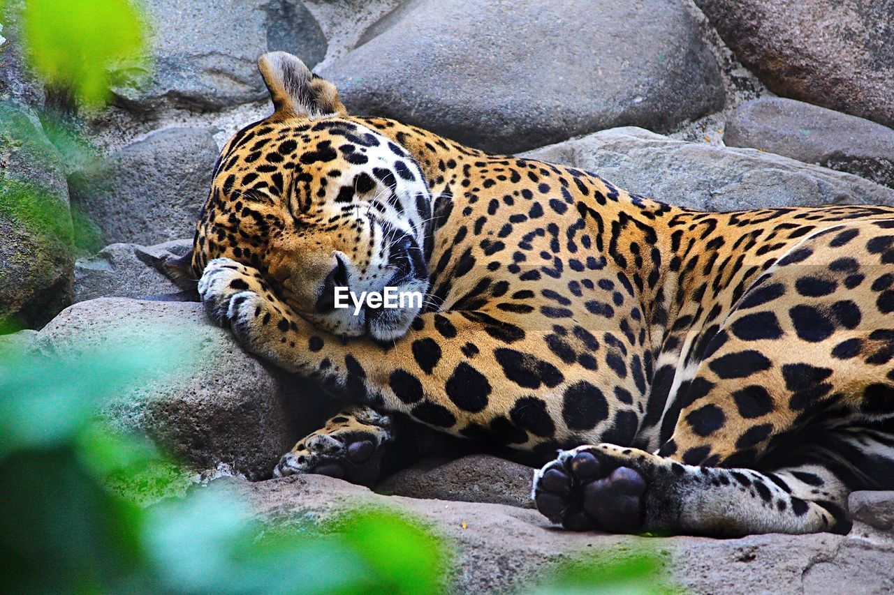 Jaguar sleeping at zoo