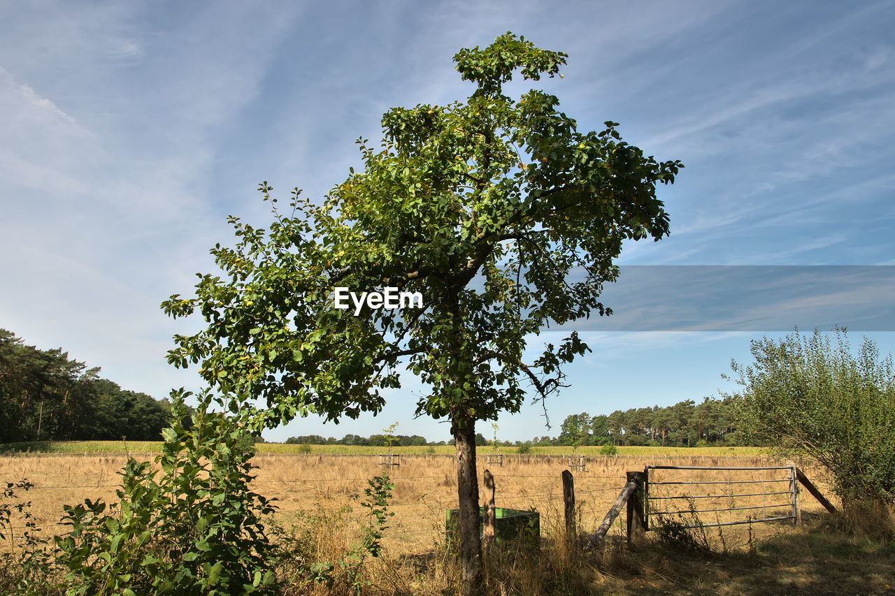 plant, tree, sky, landscape, nature, rural area, environment, field, land, fence, rural scene, cloud, agriculture, grass, no people, scenics - nature, hill, beauty in nature, outdoors, growth, green, tranquility, day, farm, savanna, food and drink, meadow, sunlight, tranquil scene, food, non-urban scene