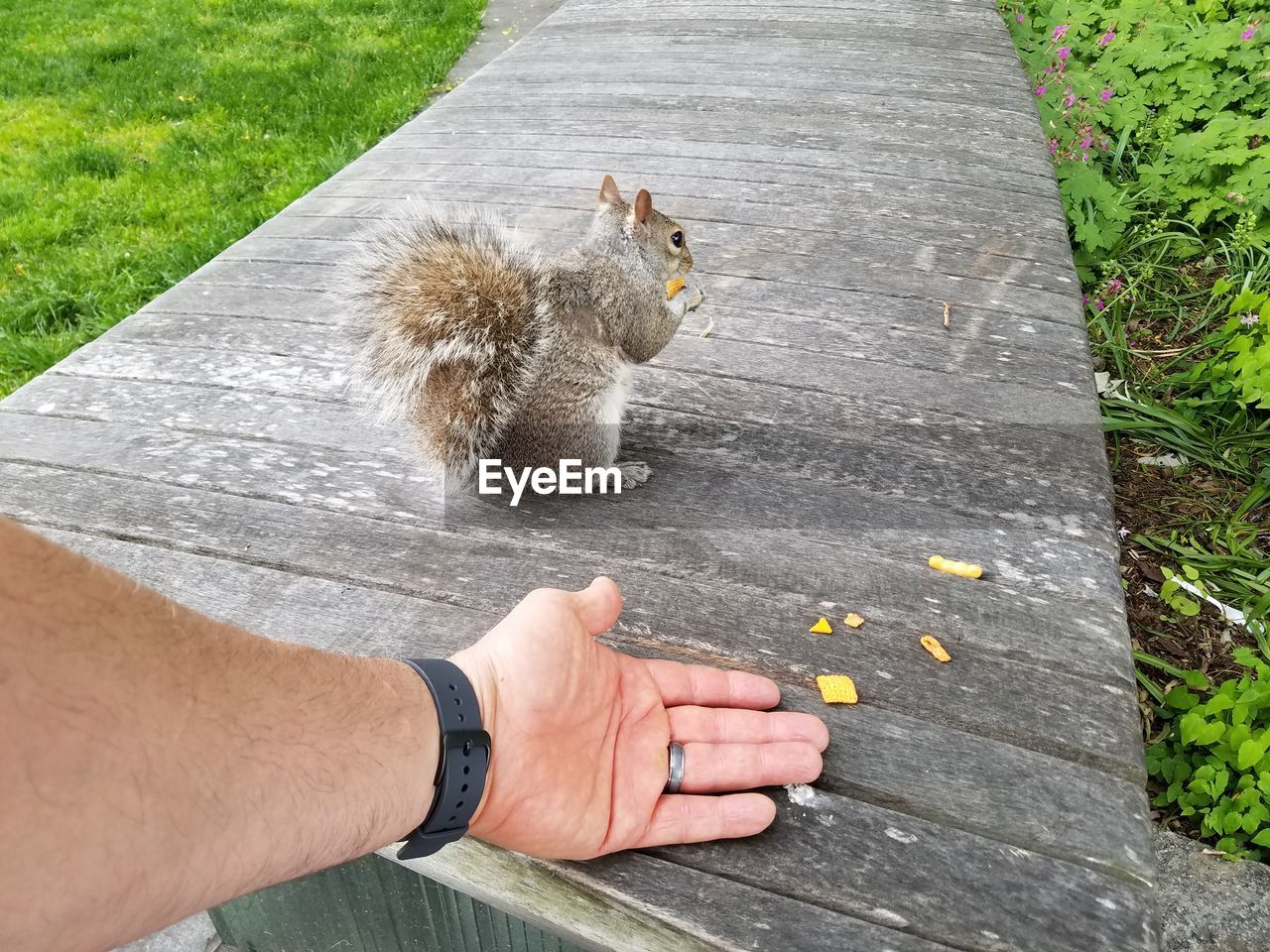 High angle view of hand feeding squirrel